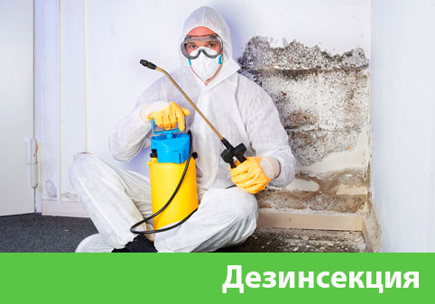 Дезинсекция в городе Жуковский