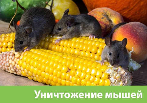 Уничтожение мышей в Жуковском